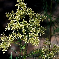 Unverified Other Shrub at Kambah, ACT - 2 Mar 2021 by Paul57