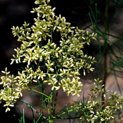 Unverified Other Shrub at Kambah, ACT - 2 Mar 2021 by Paul57