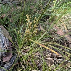 Lomandra filiformis subsp. coriacea (Wattle Matrush) at Forde, ACT - 16 Nov 2025 by chriselidie