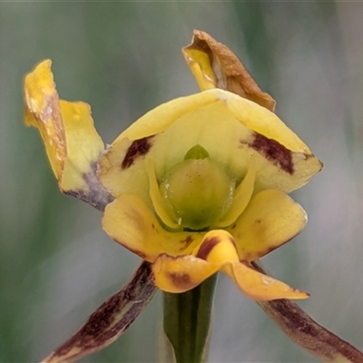 Diuris sulphurea (Tiger Orchid) at Forde, ACT - 16 Nov 2025 by chriselidie