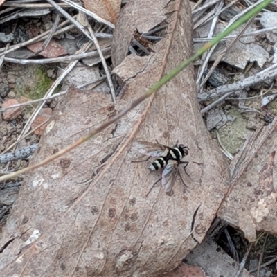Trigonospila sp. (genus) (A Bristle Fly) at Forde, ACT - 16 Nov 2025 by chriselidie