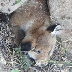 Vulpes vulpes at Lyons, ACT - 18 Nov 2025 by jmcleod