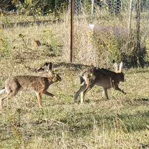 Lepus capensis at Lyons, ACT - Today by jmcleod