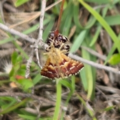 Oenogenes fugalis (A Pyralid moth) at Yass River, NSW - Yesterday by SenexRugosus