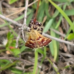 Oenogenes fugalis (A Pyralid moth) at Yass River, NSW - Today by SenexRugosus