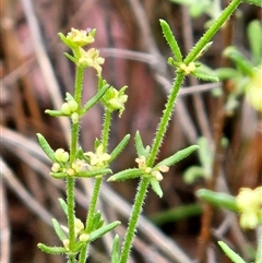 Galium gaudichaudii subsp. gaudichaudii (Rough Bedstraw) at Hawker, ACT - 15 Nov 2025 by sangio7