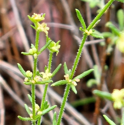 Galium gaudichaudii subsp. gaudichaudii (Rough Bedstraw) at Hawker, ACT - 15 Nov 2025 by sangio7
