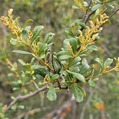 Bursaria spinosa subsp. lasiophylla (Australian Blackthorn) at Hawker, ACT - 15 Nov 2025 by sangio7