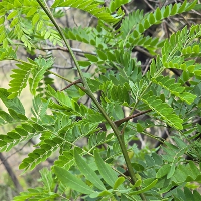 Gleditsia triacanthos (Honey Locust, Thorny Locust) at O'Malley, ACT - Yesterday by Mike