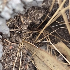 Papyrius sp. (genus) (A Coconut Ant) at O'Malley, ACT - Today by Mike