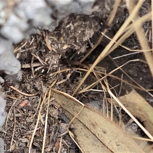 Papyrius sp. (genus) (A Coconut Ant) at O'Malley, ACT - Today by Mike