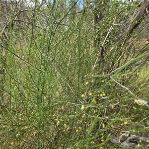 Asparagus officinalis (Asparagus) at O'Malley, ACT - Today by Mike