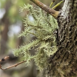Usnea sp. (genus) at Watson, ACT - 17 Nov 2025 by HappyWanderer