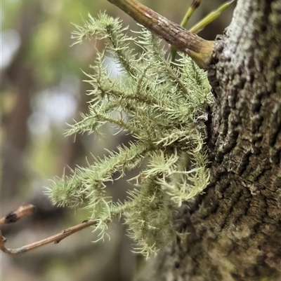 Usnea sp. (genus) at Watson, ACT - 17 Nov 2025 by HappyWanderer