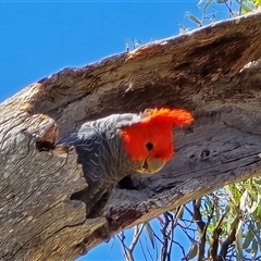 Callocephalon fimbriatum (Gang-gang Cockatoo) at O'Malley, ACT - Yesterday by Mike