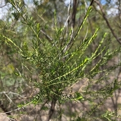 Cassinia aculeata (Common Cassinia) at Watson, ACT - 14 Nov 2025 by HappyWanderer
