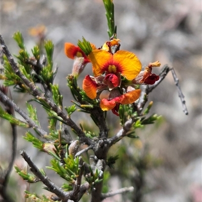 Dillwynia sericea (Egg And Bacon Peas) at Watson, ACT - 14 Nov 2025 by HappyWanderer