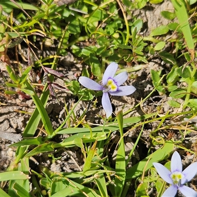 Isotoma fluviatilis subsp. australis (Swamp Isotome) at Belconnen, ACT - 18 Nov 2025 by sangio7