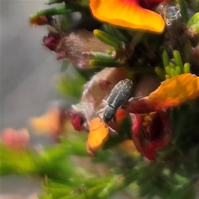 Unverified Beetle (Coleoptera) at Watson, ACT - 14 Nov 2025 by HappyWanderer