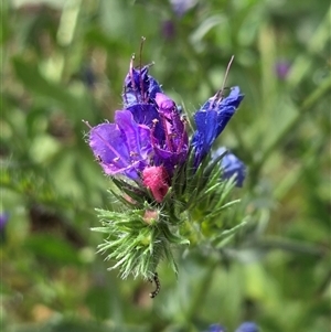 Echium plantagineum (Paterson's Curse) at Watson, ACT - 14 Nov 2025 by HappyWanderer