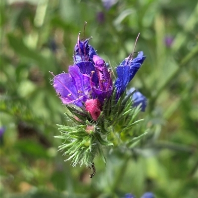 Echium plantagineum (Paterson's Curse) at Watson, ACT - 14 Nov 2025 by HappyWanderer