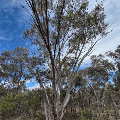 Eucalyptus blakelyi at Watson, ACT - 14 Nov 2025 by HappyWanderer