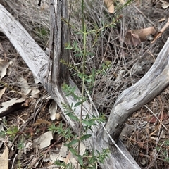 Hypericum perforatum (St John's Wort) at Watson, ACT - 14 Nov 2025 by HappyWanderer