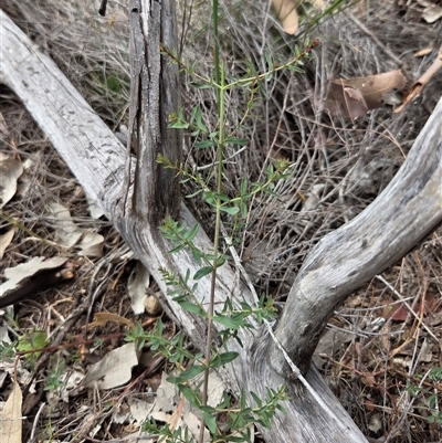 Hypericum perforatum (St John's Wort) at Watson, ACT - 14 Nov 2025 by HappyWanderer