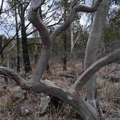 Eucalyptus rossii at Cooma, NSW - 19 Nov 2025 by mahargiani