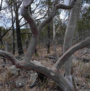 Eucalyptus rossii at Cooma, NSW - Today by mahargiani