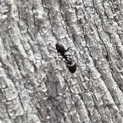 Formicidae (family) (Unidentified ant) at Watson, ACT - 14 Nov 2025 by HappyWanderer