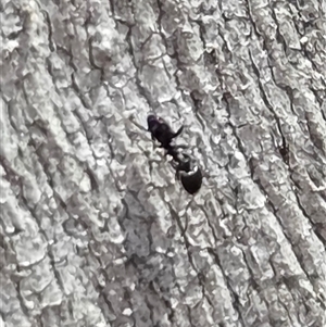 Unverified Ant (Hymenoptera, Formicidae) at Watson, ACT - 14 Nov 2025 by HappyWanderer