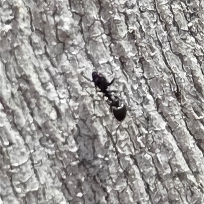 Formicidae (family) (Unidentified ant) at Watson, ACT - 14 Nov 2025 by HappyWanderer