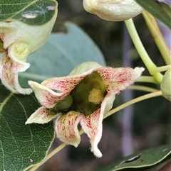 Brachychiton populneus subsp. populneus (Kurrajong) at Crowther, NSW - Yesterday by Frecko