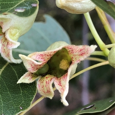 Brachychiton populneus subsp. populneus (Kurrajong) at Crowther, NSW - Yesterday by Frecko