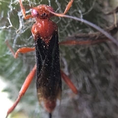 Lissopimpla excelsa (Orchid dupe wasp, Dusky-winged Ichneumonid) at Crowther, NSW - 19 Nov 2025 by Frecko