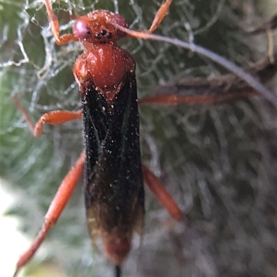 Lissopimpla excelsa (Orchid dupe wasp, Dusky-winged Ichneumonid) at Crowther, NSW - 19 Nov 2025 by Frecko