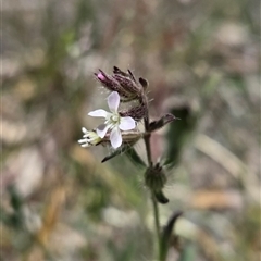 Silene gallica (French Catchfly) at Watson, ACT - 14 Nov 2025 by HappyWanderer