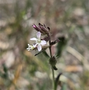 Silene sp. (genus) at Watson, ACT - 14 Nov 2025 by HappyWanderer