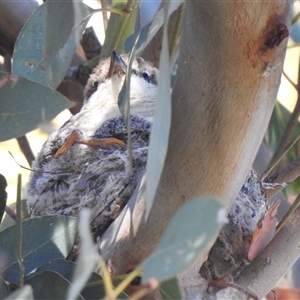 Lalage tricolor by HelenCross