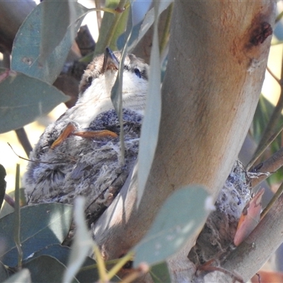 Lalage tricolor at  - suppressed by HelenCross