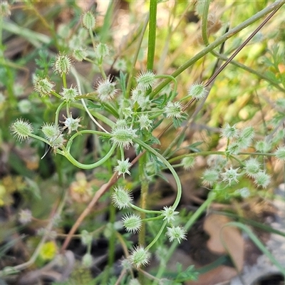 Daucus glochidiatus (Australian Carrot) at Belconnen, ACT - 18 Nov 2025 by sangio7