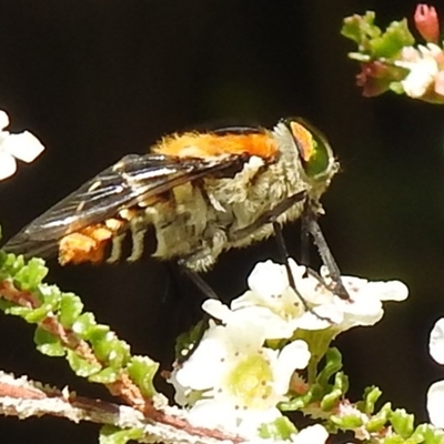 Unverified True fly (Diptera) at Acton, ACT - Yesterday by HelenCross