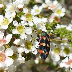 Castiarina sexplagiata (Jewel beetle) at Acton, ACT - Yesterday by HelenCross