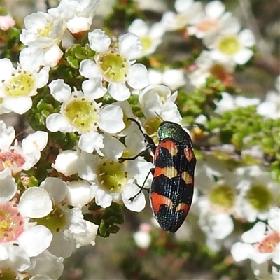Castiarina sexplagiata (Jewel beetle) at Acton, ACT - Yesterday by HelenCross