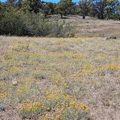 Chrysocephalum apiculatum (Common Everlasting) at Whitlam, ACT - 18 Nov 2025 by sangio7