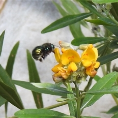 Xylocopa (Lestis) aerata at Acton, ACT - Yesterday by HelenCross