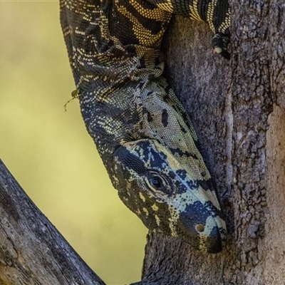 Varanus varius at Lower Portland, NSW - 24 Oct 2025 by BlundellsSwamp