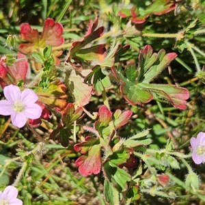 Geranium solanderi var. solanderi at Hawker, ACT - Yesterday by sangio7