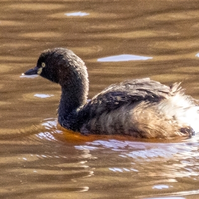 Unverified Water bird at Lower Portland, NSW - 7 Oct 2025 by BlundellsSwamp